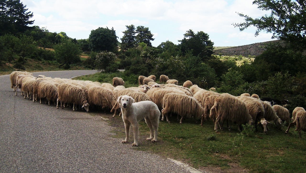 transhumance